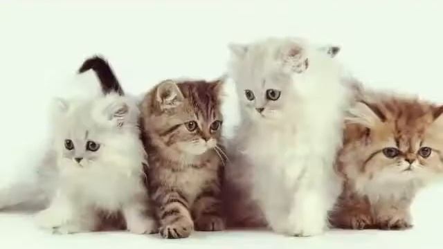 Кто лучше? Кошки или собаки? ?VS? смотреть онлайн