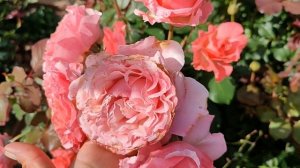 Цветение роз Гуэрнси, Розоман Жанон, Флоранс Делатр, Кармен Вюрт, Маржолен в Подмосковье (22.08)???