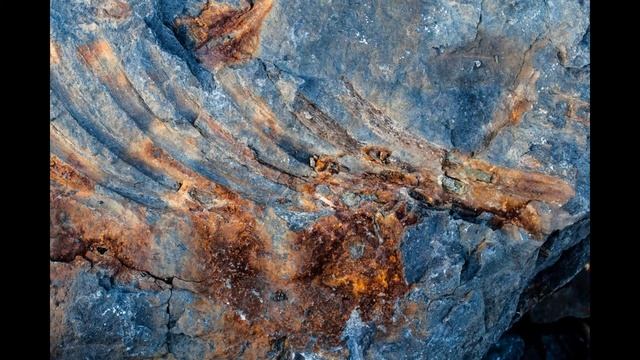 В Приморье школьники нашли ихтиозавра смотреть онлайн