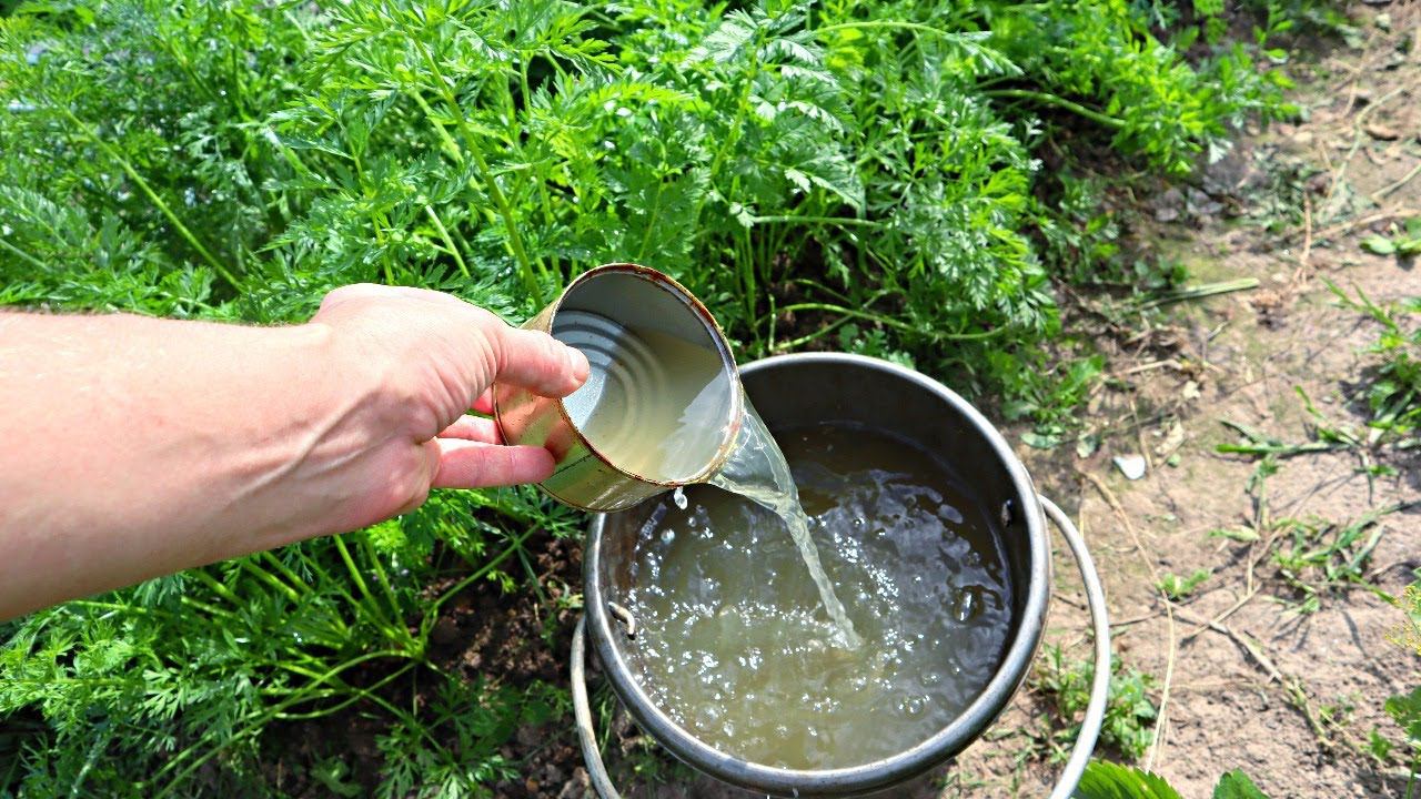 Не спешите выкапывать морковку! Она ещё растет. Внесите это как последнее удобрение. смотреть онлайн