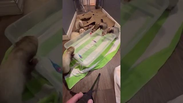 #рыбалка #мурманск #подпишись #хорьки #зверь #рыба #друг #shorts #любимец #ferret #отдых смотреть онлайн