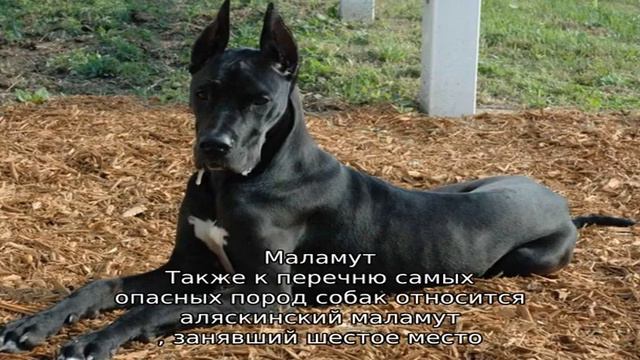 Самые опасные собаки в мире: топ-10 смотреть онлайн