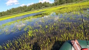 БЕШЕНЫЙ КЛЁВ ЩУКИ В ДИКОМ БОЛОТЕ !!! ➔ ч.5 Вот это рыбалка !