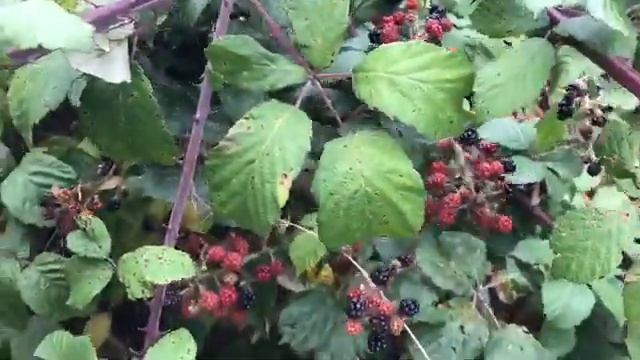 АНГЛИЯ. Бродилка-говорилка: дикая ежевика, поиск уборщицы... смотреть онлайн