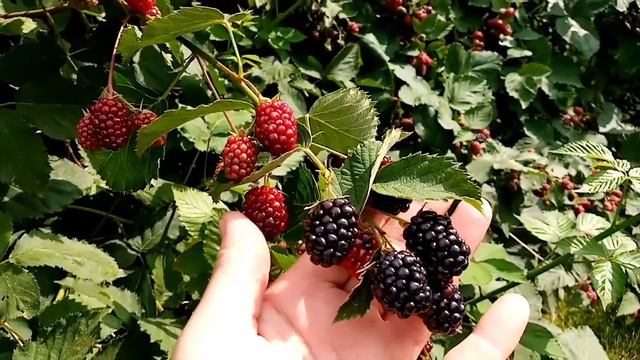 ТОЛСТОЛОБИК В ФОЛЬГЕ НА УГЛЯХ. САЛАТ НА ЗИМУ. ЛУК НА ХРАНЕНИЕ. НАЧАЛИ ПЕРЕПЛАНИРОВКУ САРАЯ. смотреть онлайн