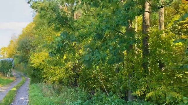 Где нам запрещают гулять в Германии #нашажизньвгермании Частная собственность #скотчтерьер смотреть онлайн