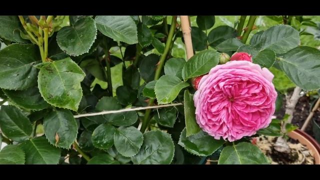 Яблочный аромат от редкой новинки #ModernArt #tantau #модернарт сезон 2022.