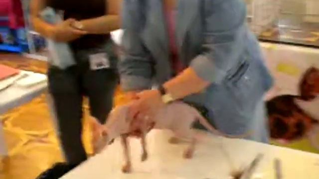 My favourite sphynx cat. The first exhibition of the Arsenii смотреть онлайн