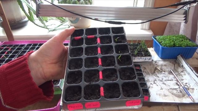 Размышления на тему: Надо ли замачивать и проращивать семена перед посевом? Обзор рассады на 20.02 смотреть онлайн