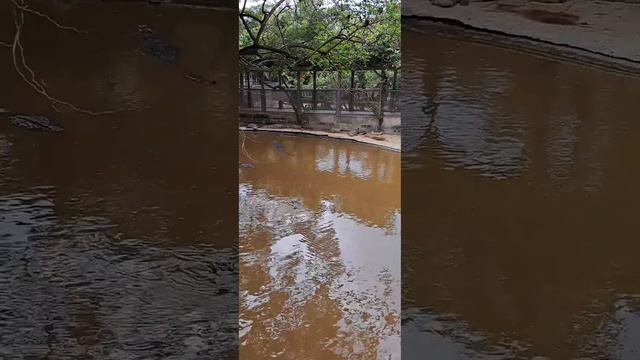 Крокодиловая ферма в Паттайе смотреть онлайн