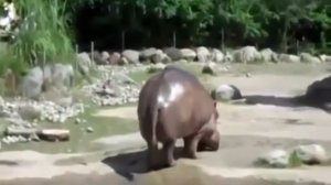 бегемот срет под дабстеп