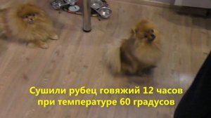 СКОЛЬКО сухого КОРМА нужно ШПИЦУ. Полезные ЛАКОМСТВА для шпица померанского готовим сами. Влог