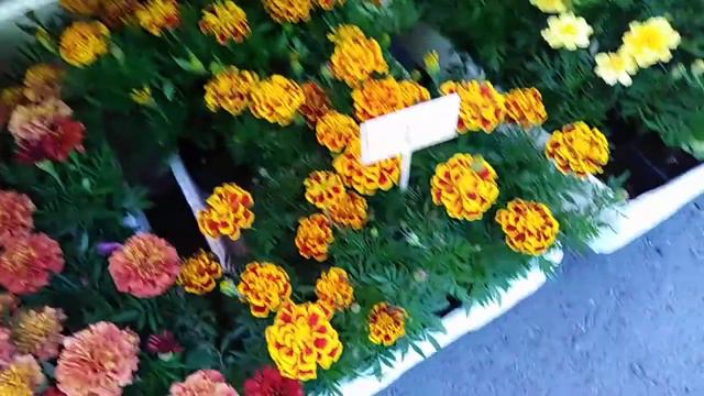 Прошлась по рынку смотреть онлайн