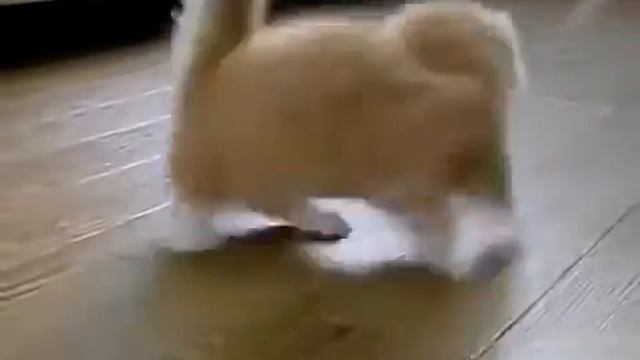 Маленький рыжий манчкин смотреть онлайн