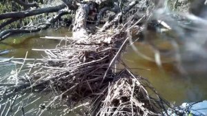 Через тернии к звездам!