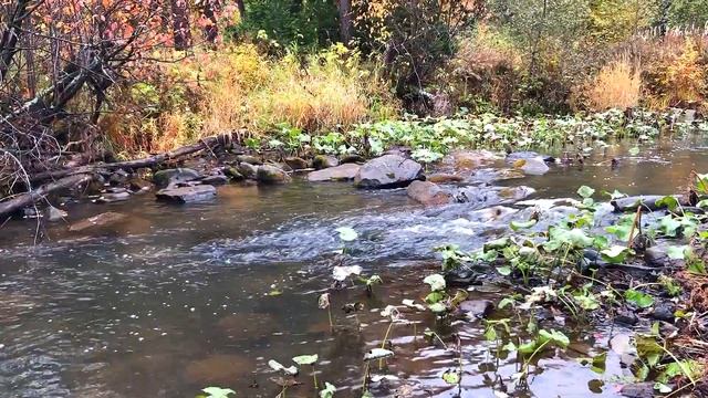 Осень. Речка. Хариус смотреть онлайн