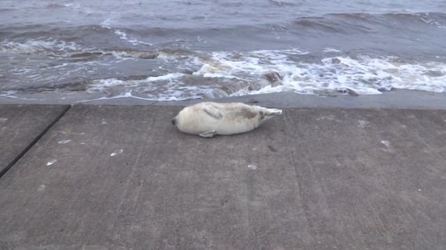 Детеныш тюленя на отдыхе смотреть онлайн