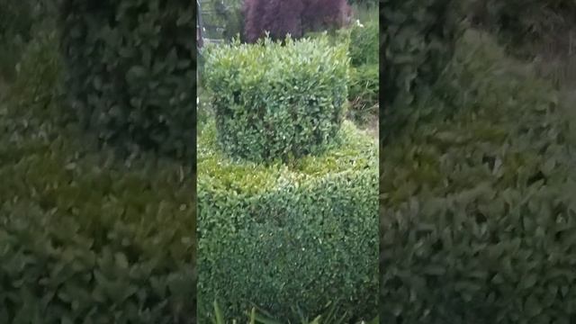 Огевка самшитовая и борьба с ней. Это важно....Врага надо знать в лицо. смотреть онлайн