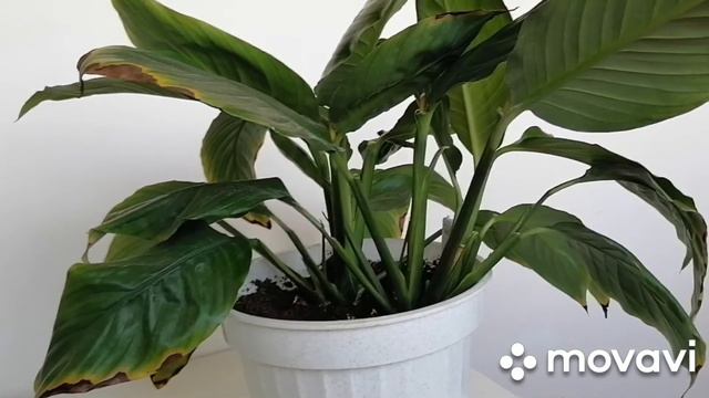 Мои цветы. Пруд. Рыбки. смотреть онлайн