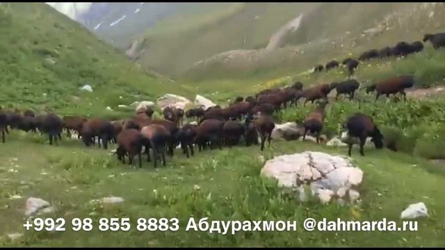 Гиссарские овцы Ходжимирзокарима на пастбище в горах. 17 июля 2021 смотреть онлайн