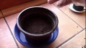 Семена.  Подготовка семян на рассаду.  Семена настурции.