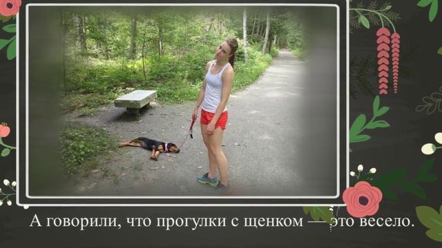 16 щенков, которые спят где хотят и как хотят смотреть онлайн