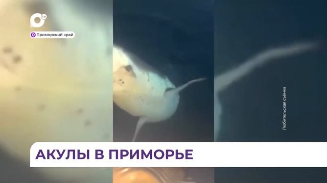 Акулы в Приморье, как вести себя при встрече с морским хищником смотреть онлайн