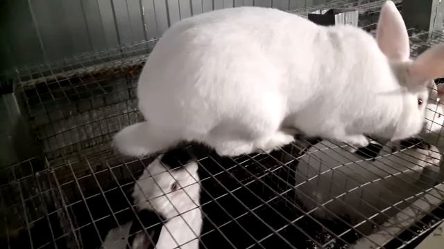 Самые самые ВИТАМИНЫ для Кролика и животных l Только самое нужное смотреть онлайн