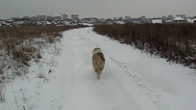Персик не слушается
