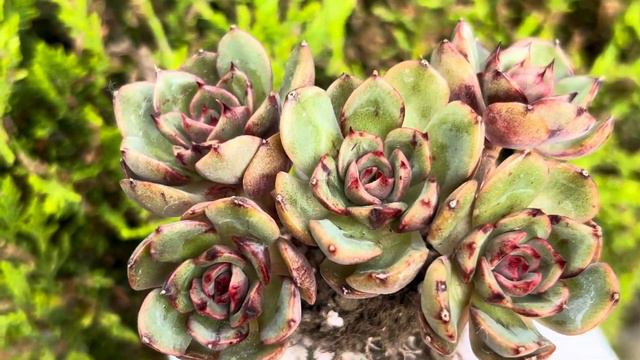 Echeveria ‘Black Bullet’ (Tan) смотреть онлайн