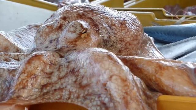 Riesentintenfisch ( Italien /Apulien) смотреть онлайн