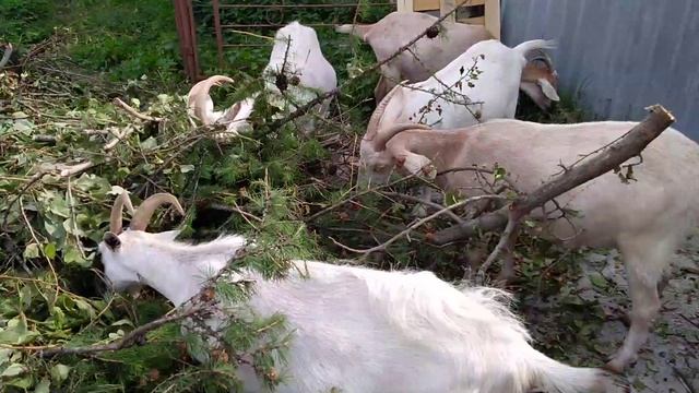 #Козы#кушают. Козы кушают ветки! ?️ смотреть онлайн