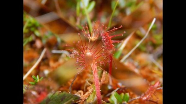 Росянка (ч.1)        https://ru.wikipedia.org/wiki/Росянка