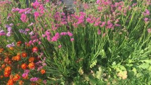 СТАТИЦА---неприхотливый однолетник--ОТЗЫВ.