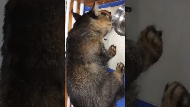 Завтрак кота, д-79 Перловая каша, филе трески смотреть онлайн