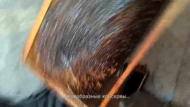 Как добывается мёд. У дяди на пасеке ) Абхазия. смотреть онлайн