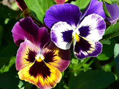 Ф.Шопен.Ноктюрн №16. смотреть онлайн