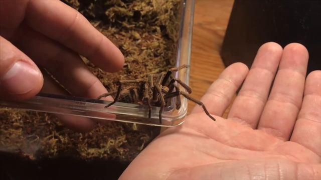 Theraphosinae sp. "Colombia" Update смотреть онлайн