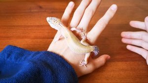 ПРИРУЧЕНИЕ ЭУБЛЕФАРА! КАК ПРИРУЧИТЬ ЭУБЛЕФАРА! EXO TOP