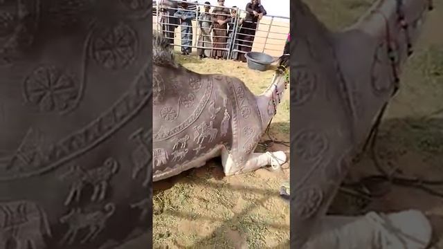 Самый красивый верблюд смотреть онлайн