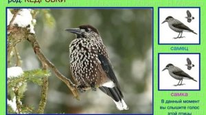 Кедровка. Голоса птиц России