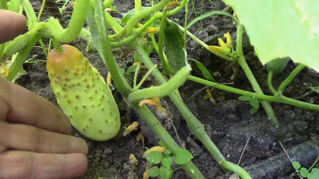 Огурчик папа вырос на грядке! смотреть онлайн