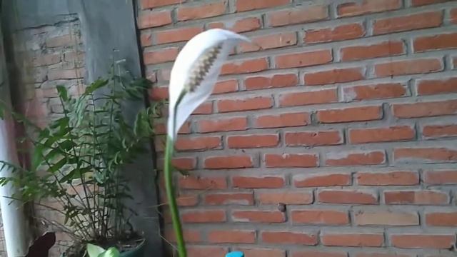 Tanaman Spathithyluum Variegata (Lili Sepatu)