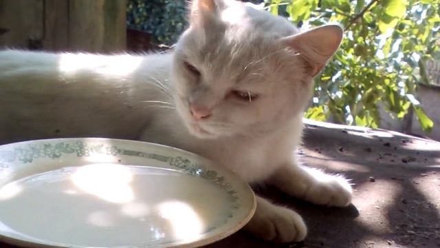 Белая кошка по кличке "Белка" 2017г. смотреть онлайн