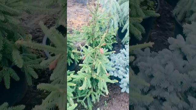 Питомник ?в Балашихе МО) продажа в группе телеграмм,( ссылка в шапке профиля и комментариях) смотреть онлайн