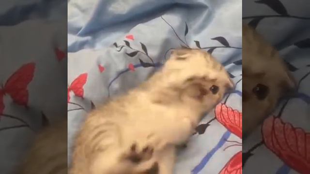 Вислоухий маленький котёнок | down ears funny kitten 🐱 смотреть онлайн