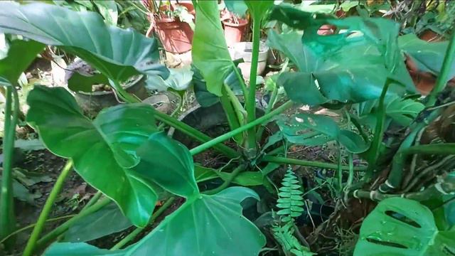 Iuwi Na Natin To! | Wishlist Plants Came True | Propagate Din Tayo Sa Giant Gigantium Varie.🌿 смотреть онлайн