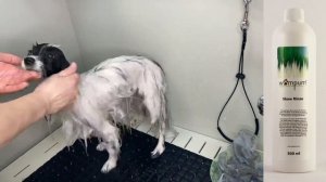 Выставочный груминг папийона на косметике “Wampum”