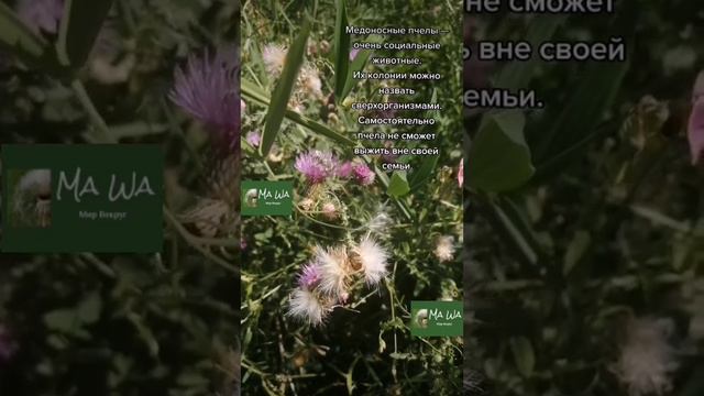 Интересный факт. Пчёлы.