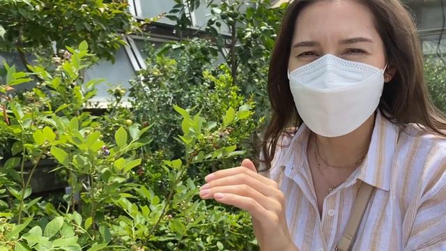 SEOUL SUMMER | What we did on Canada Day 🇨🇦 & Plant Shopping | Life in Korea смотреть онлайн